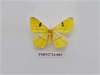 藏品(尺蛾278)的圖片